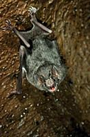 Vampire Bat (Desmodus rotundus) hanging upside dow