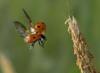 Seven-spotted Ladybird (Coccinella septempunctata)