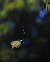 Common Flying Dragon (Draco volans) gliding by ext
