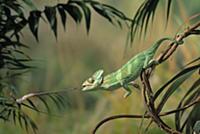Veiled Chameleon (Chamaeleo calyptratus) striking 