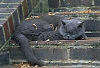British Blue Cat (Felis catus) adult on garden ste