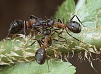 Red Wood Ants (Formica rufa) communicating by touc