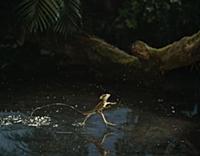 Basilisk Lizard (Basiliscus sp) running across wat