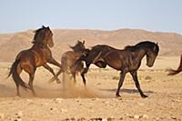 Namib Desert Horse (Equus caballus), fighting, Nam