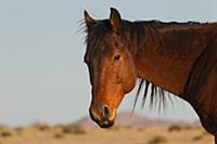 Namib Desert Horse (Equus caballus) stallion, Nami