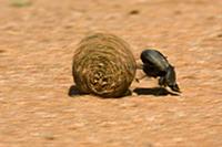 Dung Beetle (Kheper aegyptiorum) rolling a dung ba