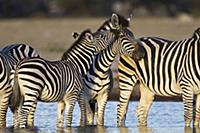 Zebra (Equus sp) foal nuzzing parent water hole, N