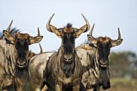 Blue Wildebeest (Connochaetes taurinus) trio, Kham
