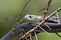 Cobra (Naja sp), Deception Valley, Central Kalahar