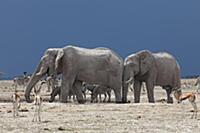African Elephant (Loxodonta africana) group, Zebra