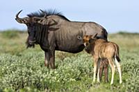Blue Wildebeest (Connochaetes taurinus) cow with c