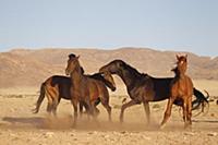 Namib Desert Horse (Equus caballus) group fighting