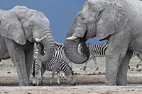 African Elephant (Loxodonta africana) pair of bull