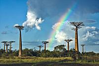 Grandidier's Baobab (Adansonia grandidieri) under 