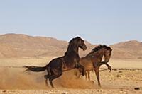 Namib Desert Horse (Equus caballus) pair fighting,