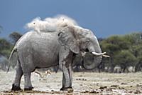 African Elephant (Loxodonta africana) bull dust ba