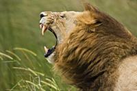 African Lion (Panthera leo) male roaring, Moremi G