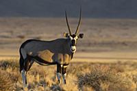 Oryx (Oryx gazella) male, Namib Desert, Namibia