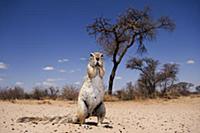 Cape Ground Squirrel (Xerus inauris) standing upri