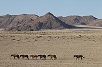 Namib Desert Horse (Equus caballus) herd walking i