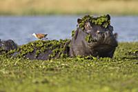 Hippopotamus (Hippopotamus amphibius) covered with