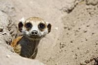 Meerkat (Suricata suricatta) sticking its head out