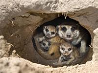 Meerkat (Suricata suricatta) family at burrow entr
