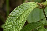 Katydid (Tettigoniidae) camouflaged on leaf, Malay