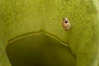 Matang Narrow-mouthed Frog (Microhyla nepenthicola