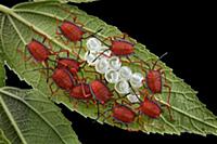 Red Stink Bug (Pycanum rubeus) hatchlings cluster 