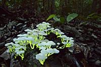 Mushroom (Filoboletus manipularis) group glowing a
