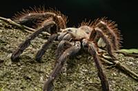 Tarantula (Phormingochilus everetti), Danum Valley