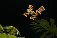 Wallace's Flying Frog (Rhacophorus nigropalmatus) 