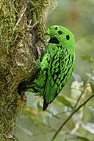 Whitehead's Broadbill (Calyptomena whiteheadi) mal