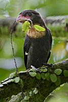 Dusky Broadbill (Corydon sumatranus) carrying nest