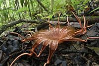 Rhizanthes (Rhizanthes lowii) flower mimics the sm