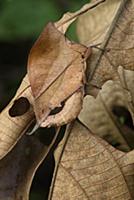 Grasshopper (Chorotypus sp) mimicking leaf, Malays
