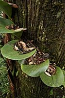 Rainforest Orchid (Bulbophyllum beccarii) bowl-sha