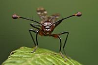 Stalk-eyed Fly (Teleopsis sp), Taman Stutong Indah