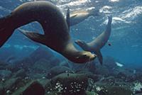 Galapagos Sea Lion (Zalophus wollebaeki) group swi