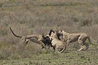 Cheetah (Acinonyx jubatus) males taking down Blue 