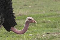 Ostrich (Struthio camelus) male, Ngorongoro Conser