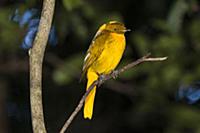Golden Bowerbird (Prionodura newtoniana) male, Ath