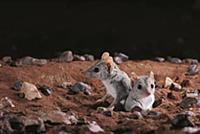 Kowari (Dasyuroides byrnei) pair emerging from bur