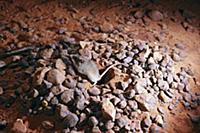 Western Pebble-mound Mouse (Pseudomys chapmani) co