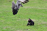 Tasmanian Devil (Sarcophilus harrisii) chasing Cap