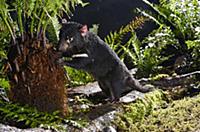 Tasmanian Devil (Sarcophilus harrisii) nine month 