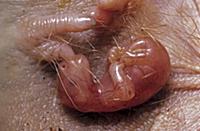 Tammar Wallaby (Macropus eugenii) newborn nursing 