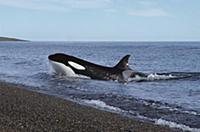 Orca (Orcinus orca) hunting for sea lions, will lu
