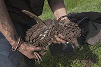 Little Blue Penguin (Eudyptula minor) being rescue
